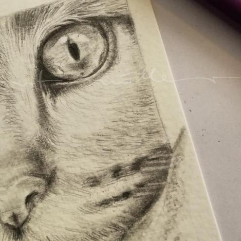 Zeichnung Bleistift Katze